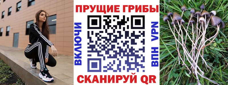Псилоцибиновые грибы Psilocybine cubensis  Купить где  Палласовка 